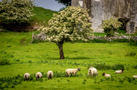 Ireland Pastoral